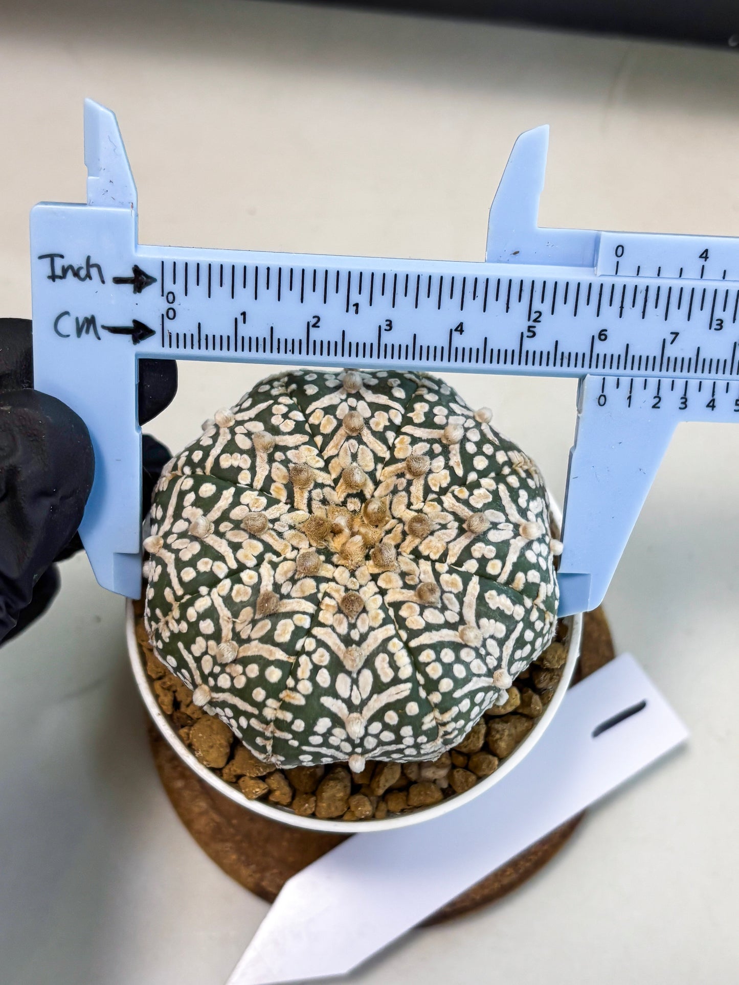 Astrophytum V-Type (at5) (y1) | Rare imported Plant