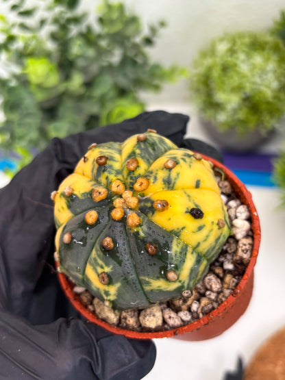 Astrophytum Variegated (T5) (o1) | Nevada Plant Seller | 3" Pot