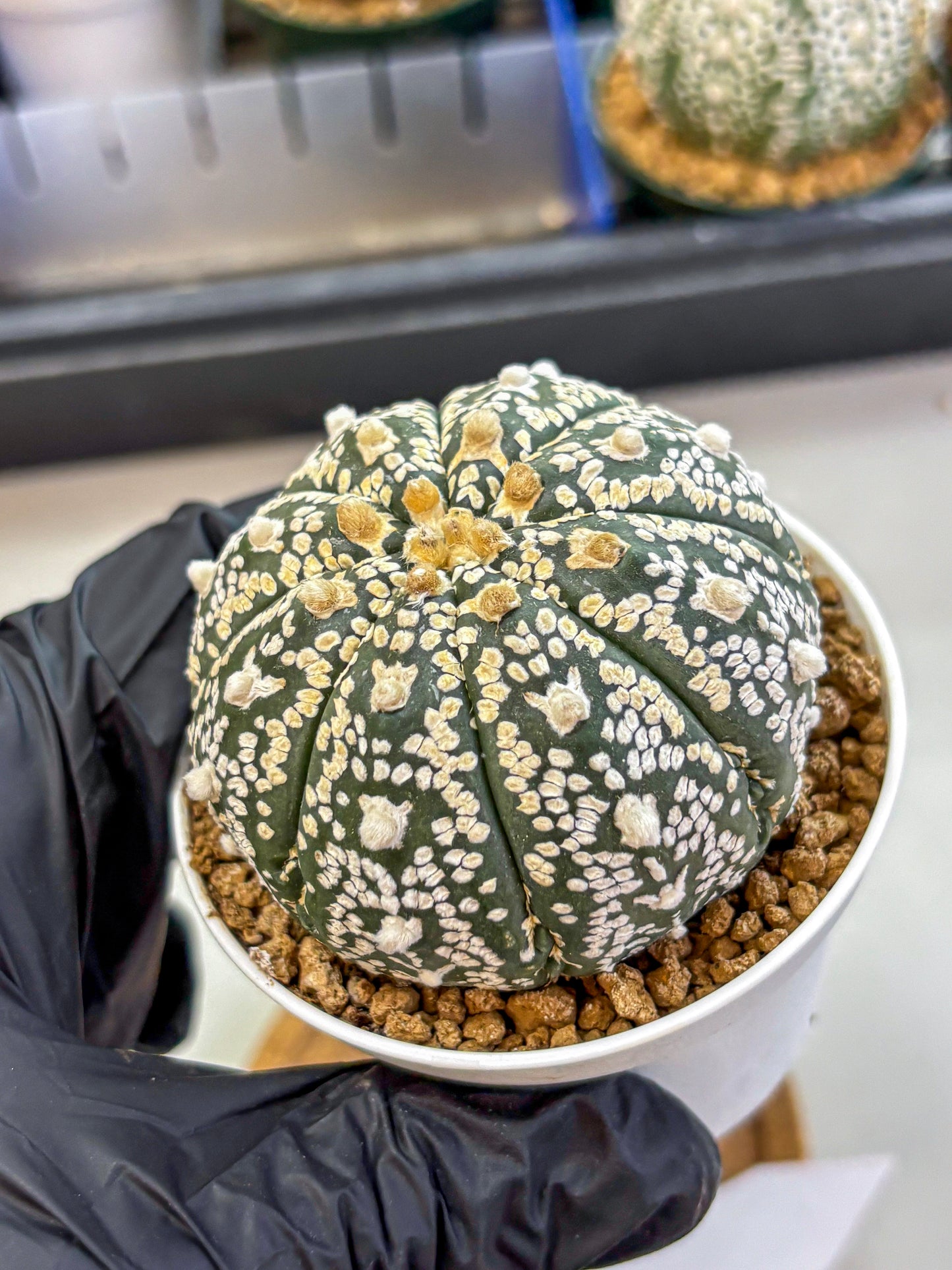 Astrophytum V Type (at2) (09) | Live Plant | Rare Collection