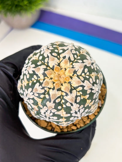 Astrophytum V-Type (at4) (r5) | Ship from Nevada