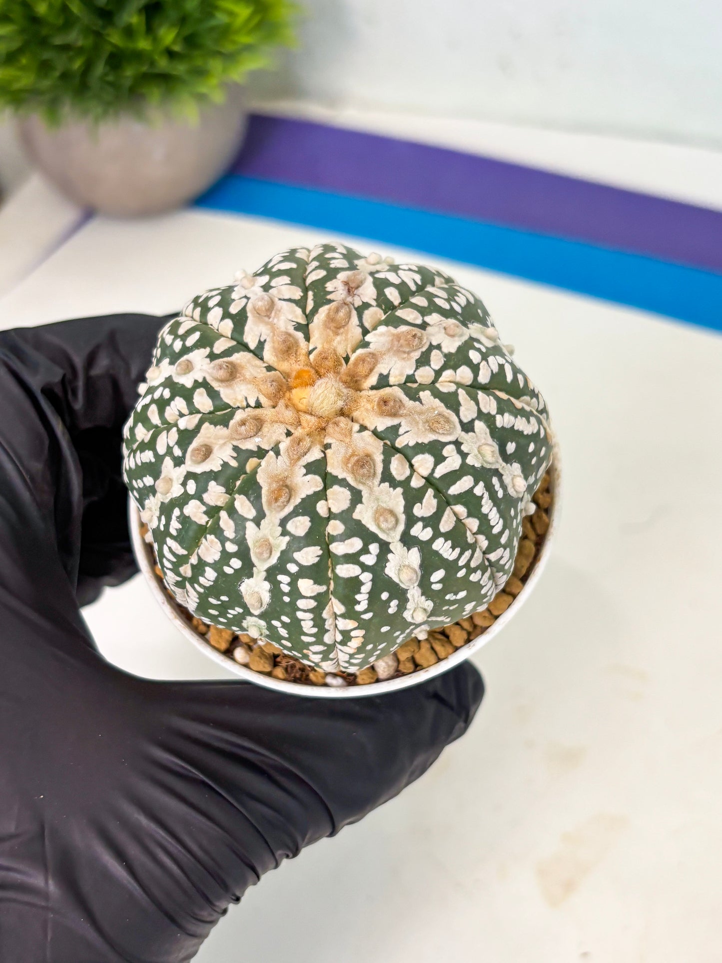 Astrophytum V-Type (at4) (y5) | Ship from Nevada