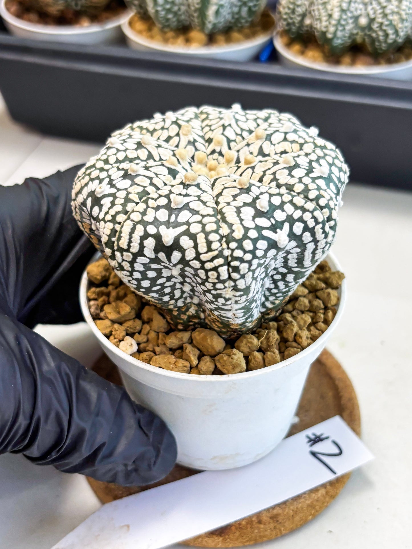 Astrophytum V-Type (at4) (y2) | Ship from Nevada