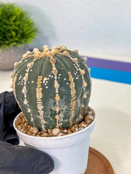 Astrophytum V Type Nudum (at9) (09) | Live Cactus
