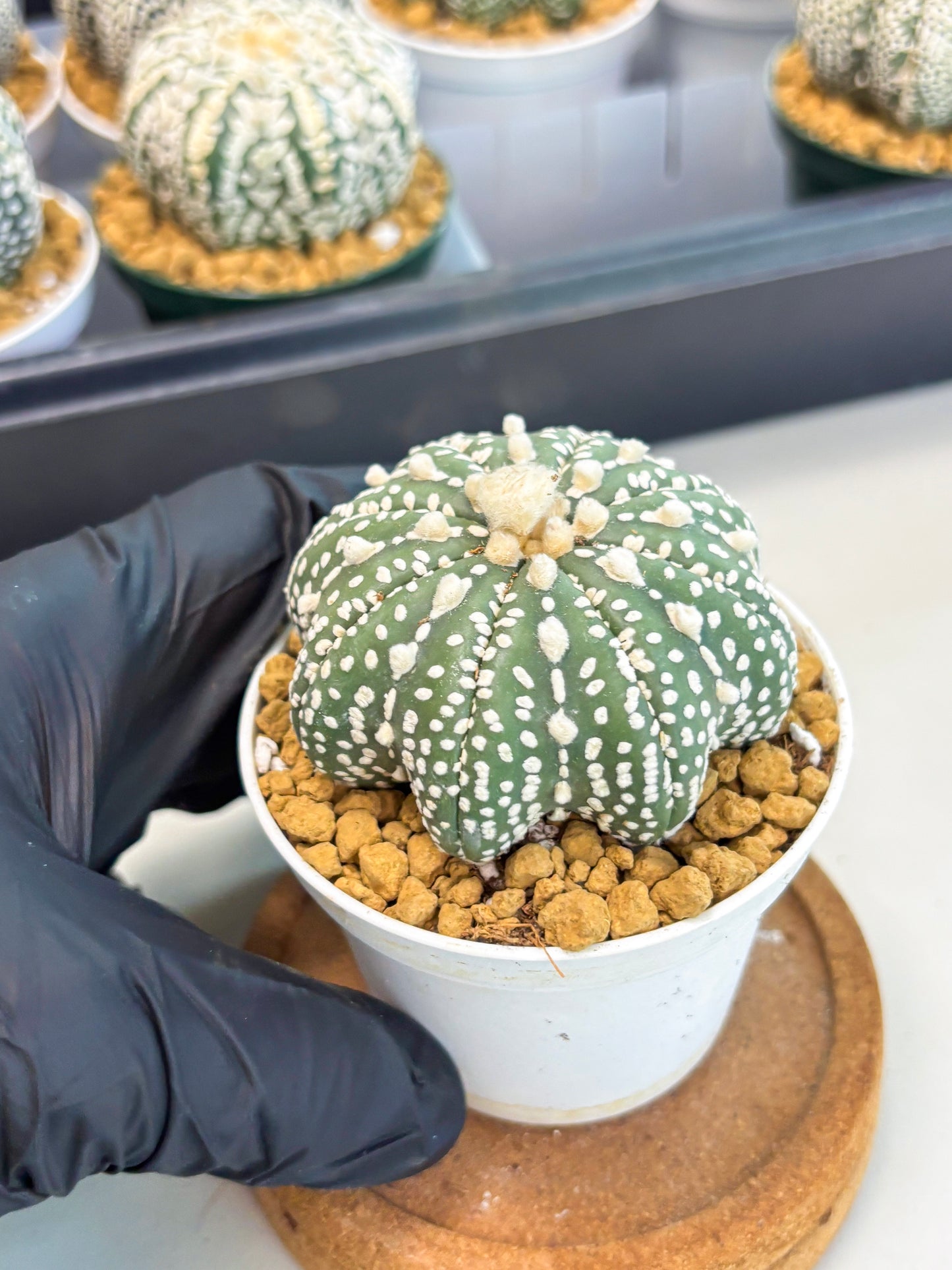 Astrophytum Star Shape (at2) (b4) | Japanese Import