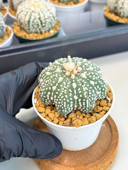 Astrophytum Star Shape (at2) (b4) | Japanese Import