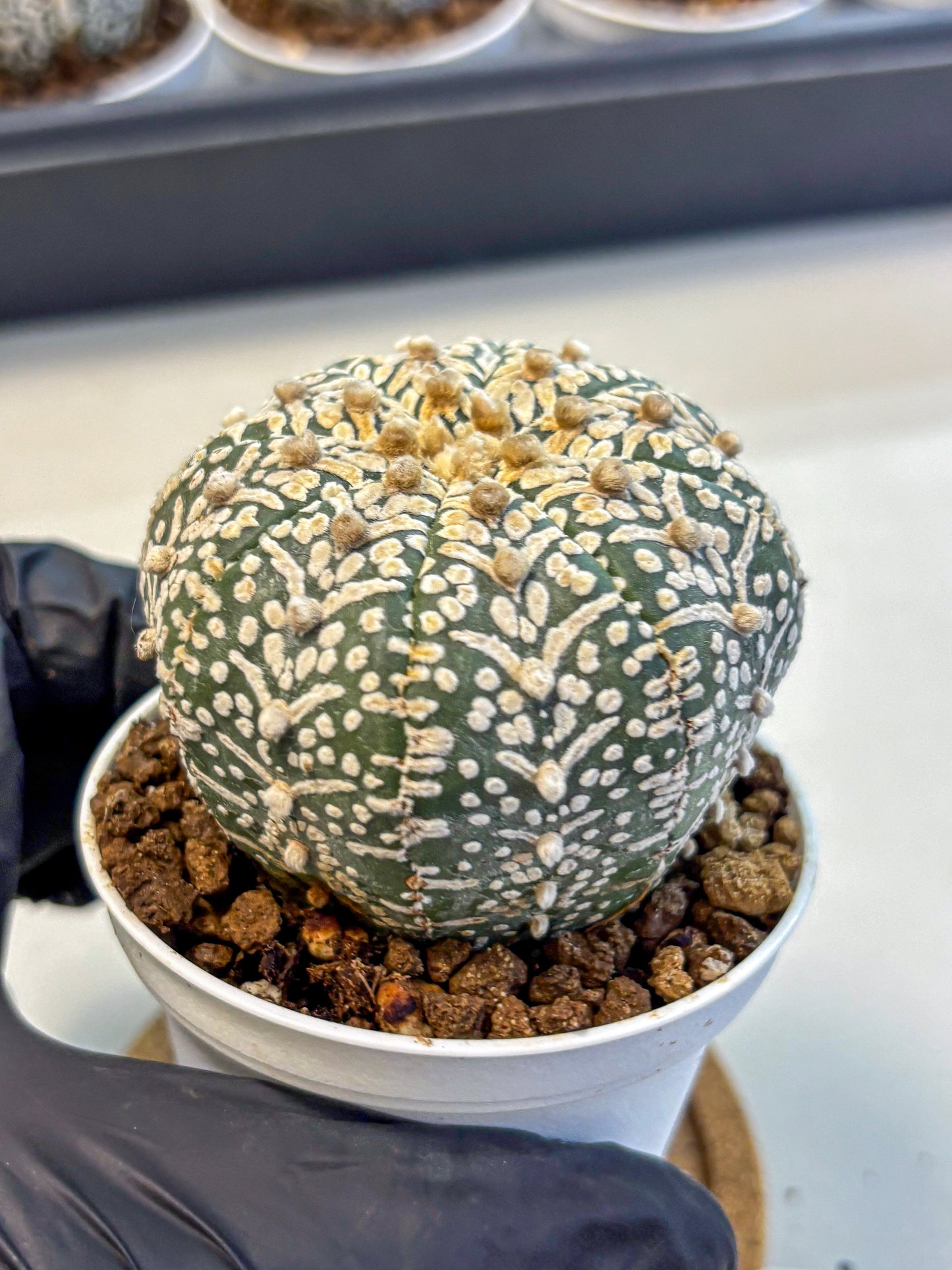 Astrophytum V Type (at5) (09) |  Sea urchin cactus