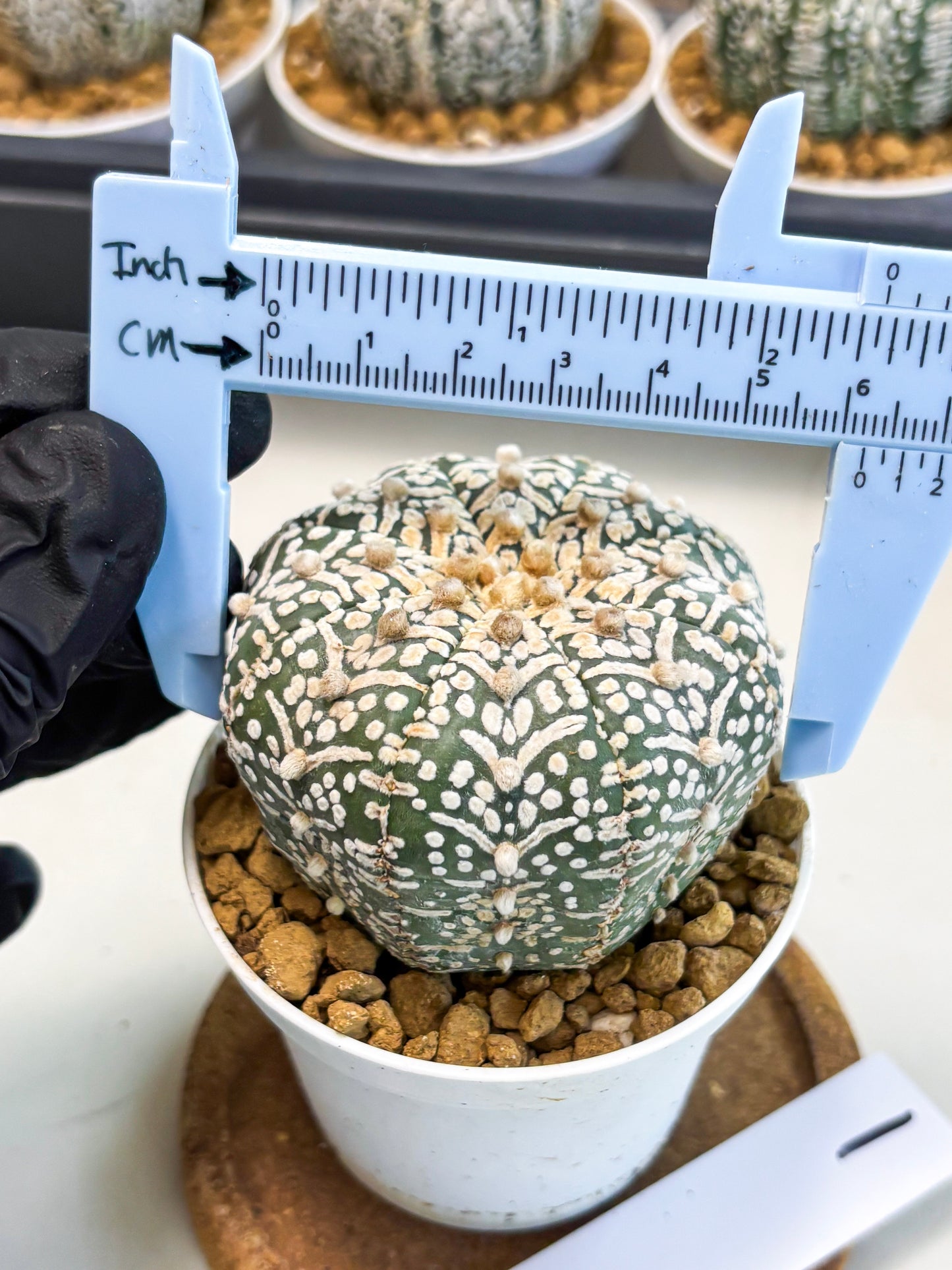 Astrophytum V-Type (at5) (y1) | Rare imported Plant