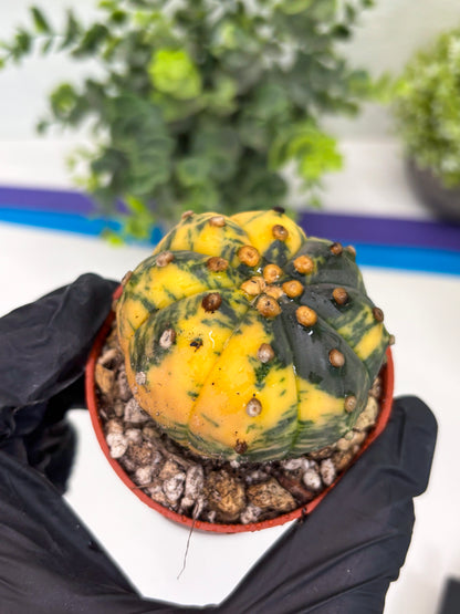 Astrophytum Variegated (T5) (o1) | Nevada Plant Seller | 3" Pot