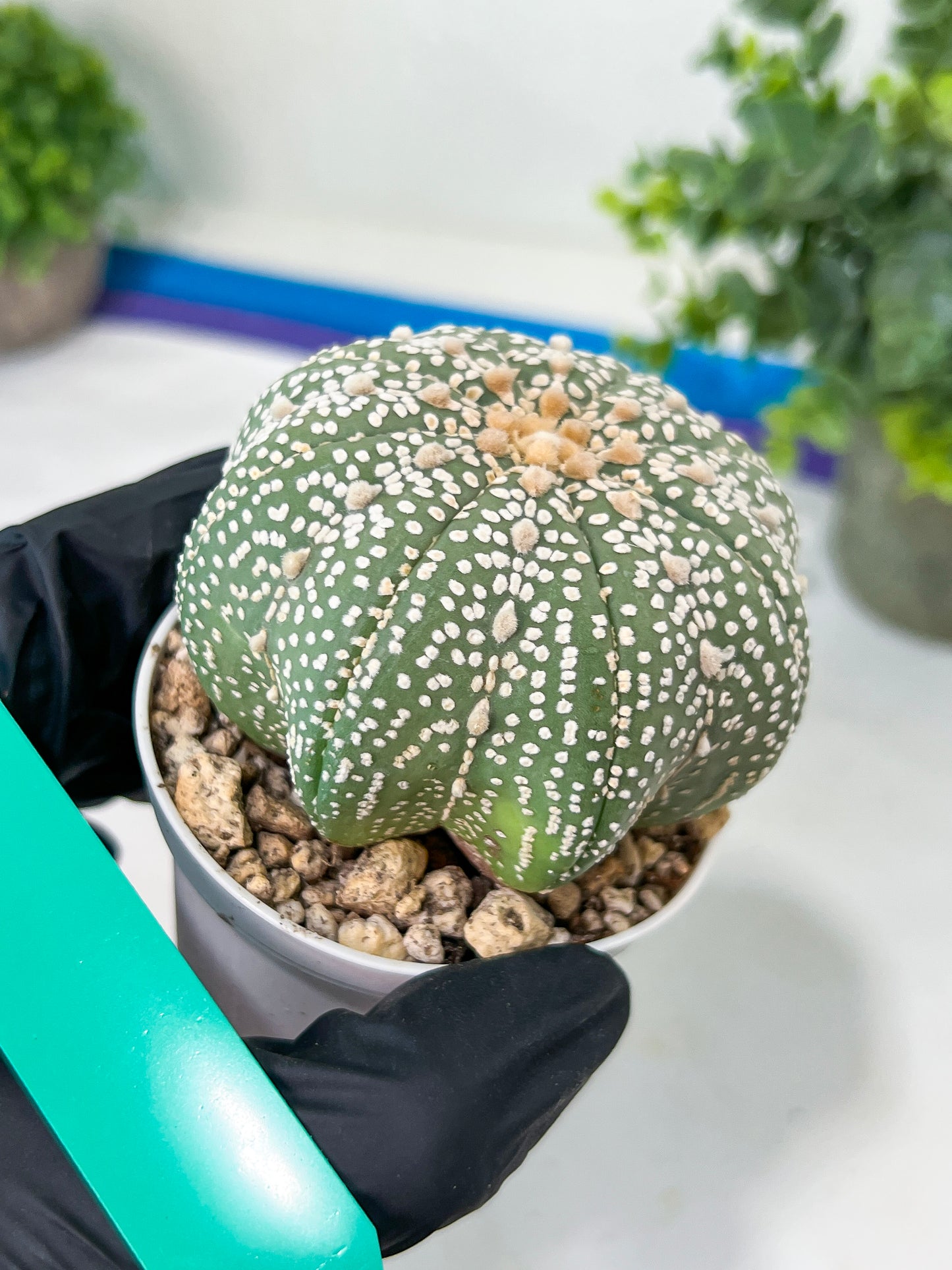 Astrophytum Super kabuto (#T2C) | Imported From Japan/korea | 3" Pot