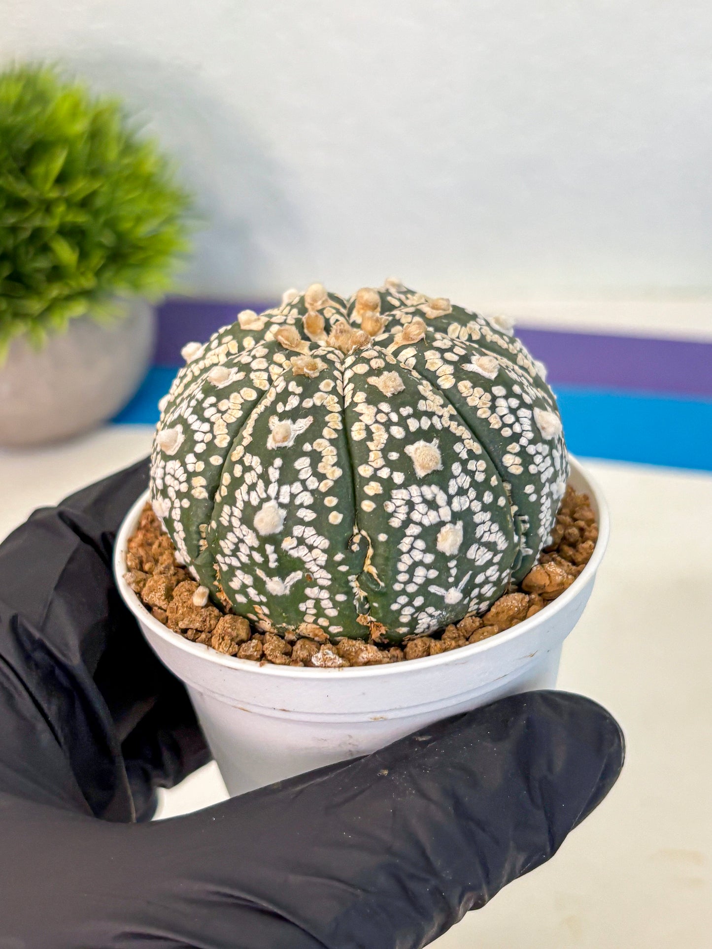 Astrophytum V Type (at2) (09) | Live Plant | Rare Collection