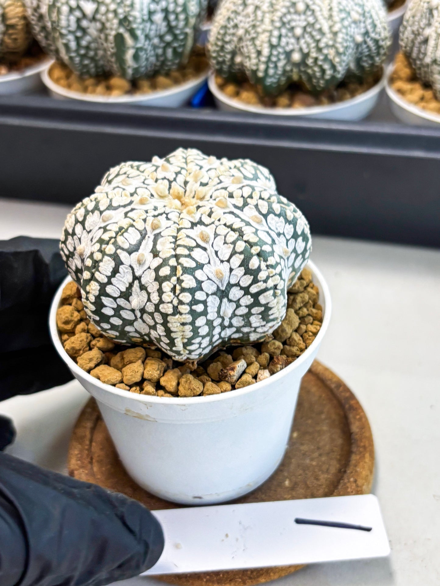 Astrophytum Star Shape (at4) (g1) | Imported Plant