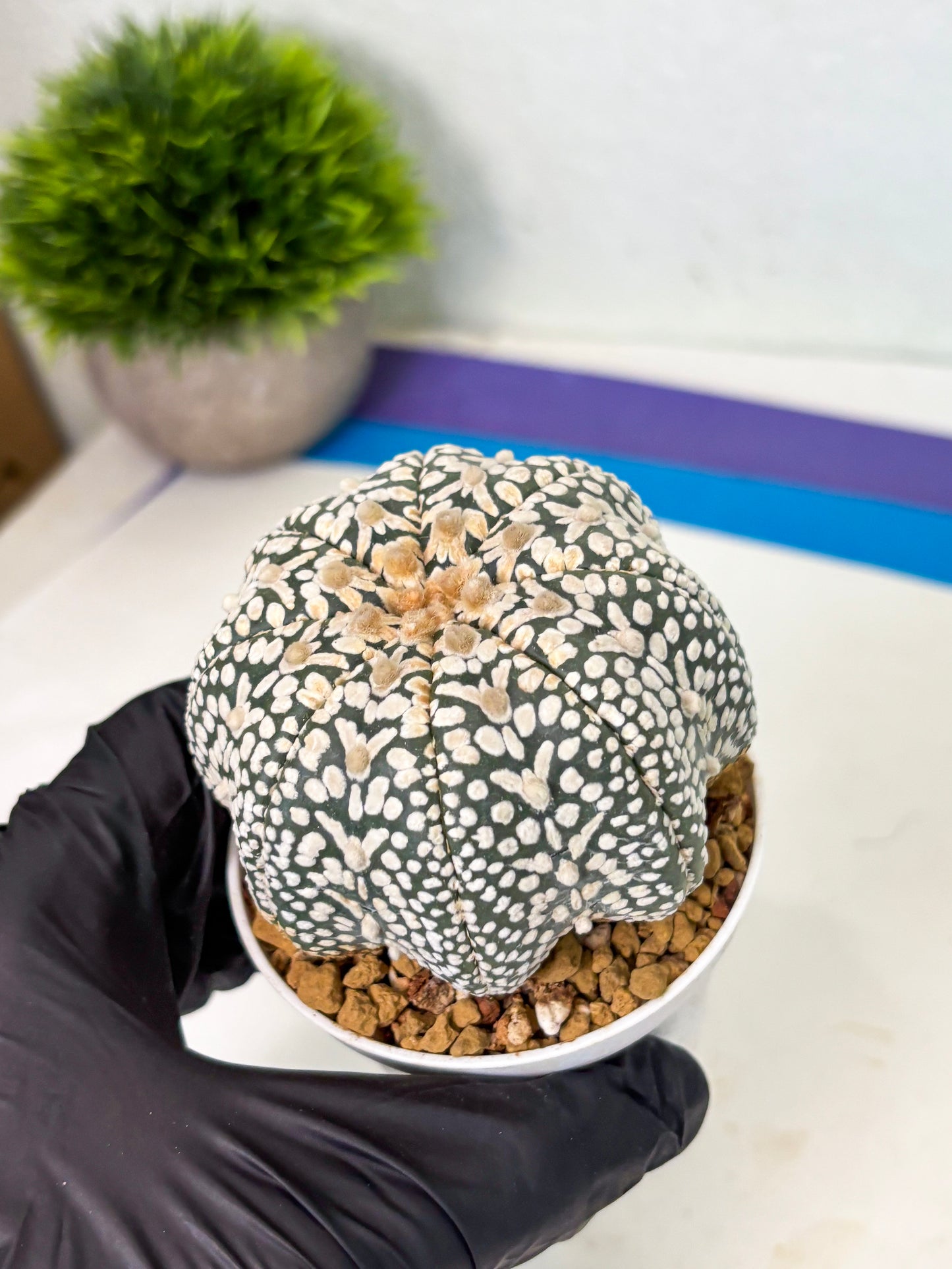 Astrophytum V-Type (at4) (y6) | Ship from Nevada