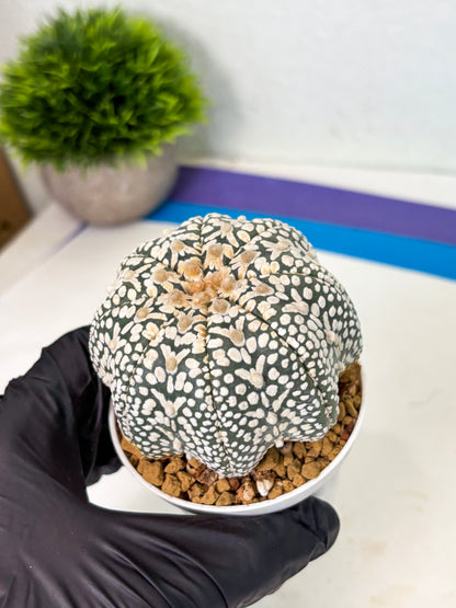 Astrophytum V-Type (at4) (y6) | Ship from Nevada