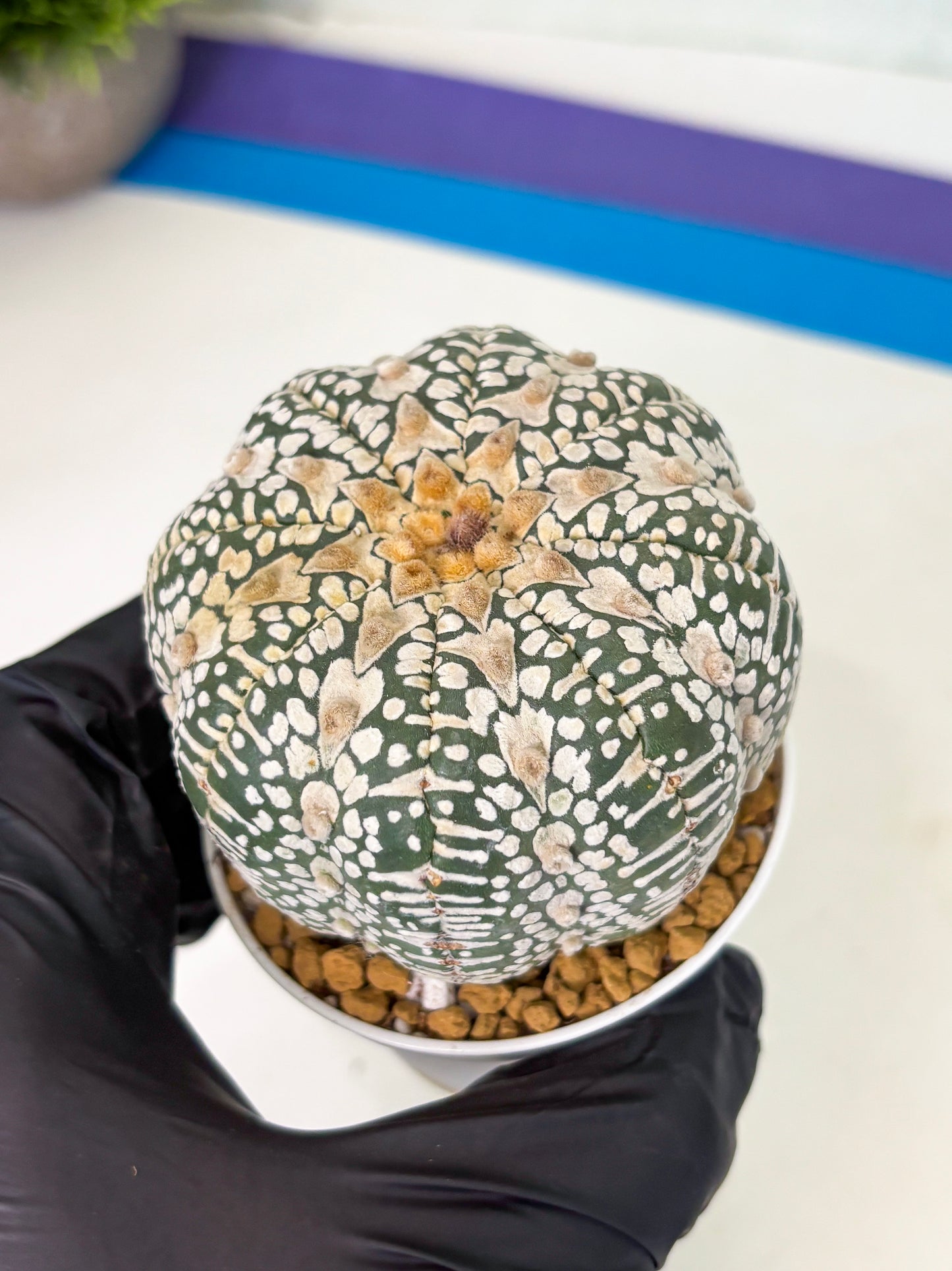 Astrophytum V-Type (at4) (r3) | Ship from Nevada