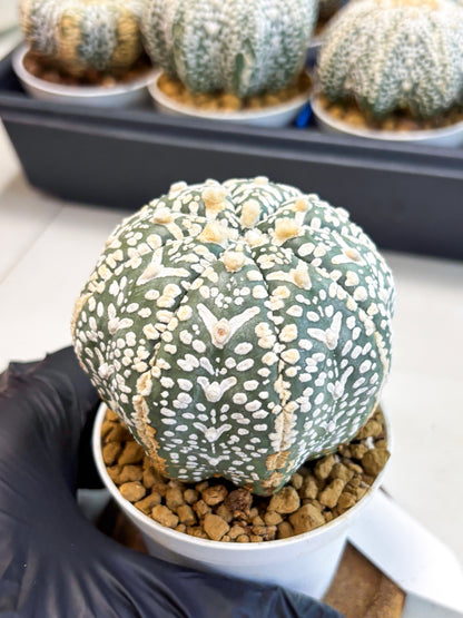 Astrophytum V-Type (at4) (y3) | Ship from Nevada