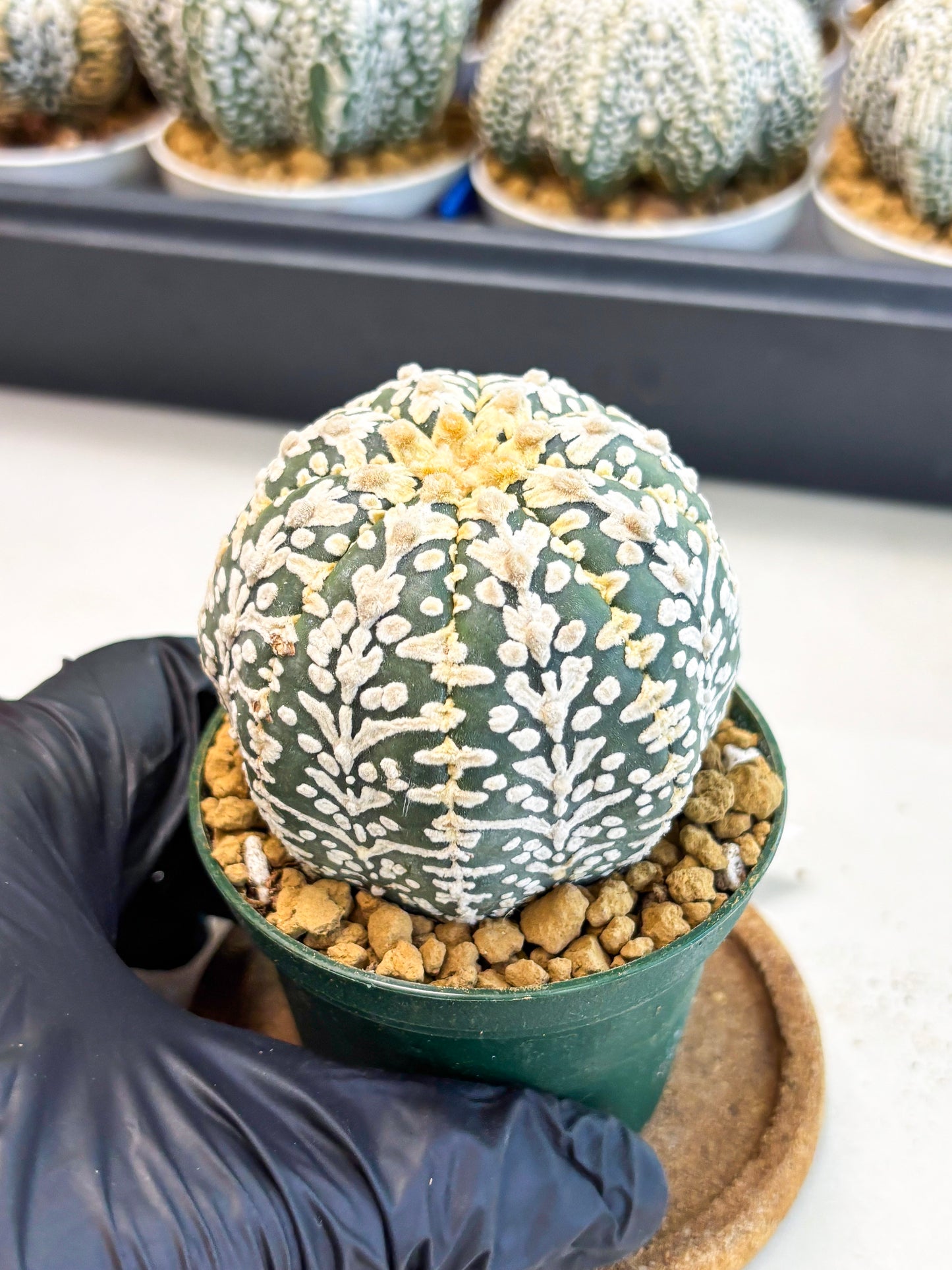 Astrophytum V-Type (at4) (r5) | Ship from Nevada