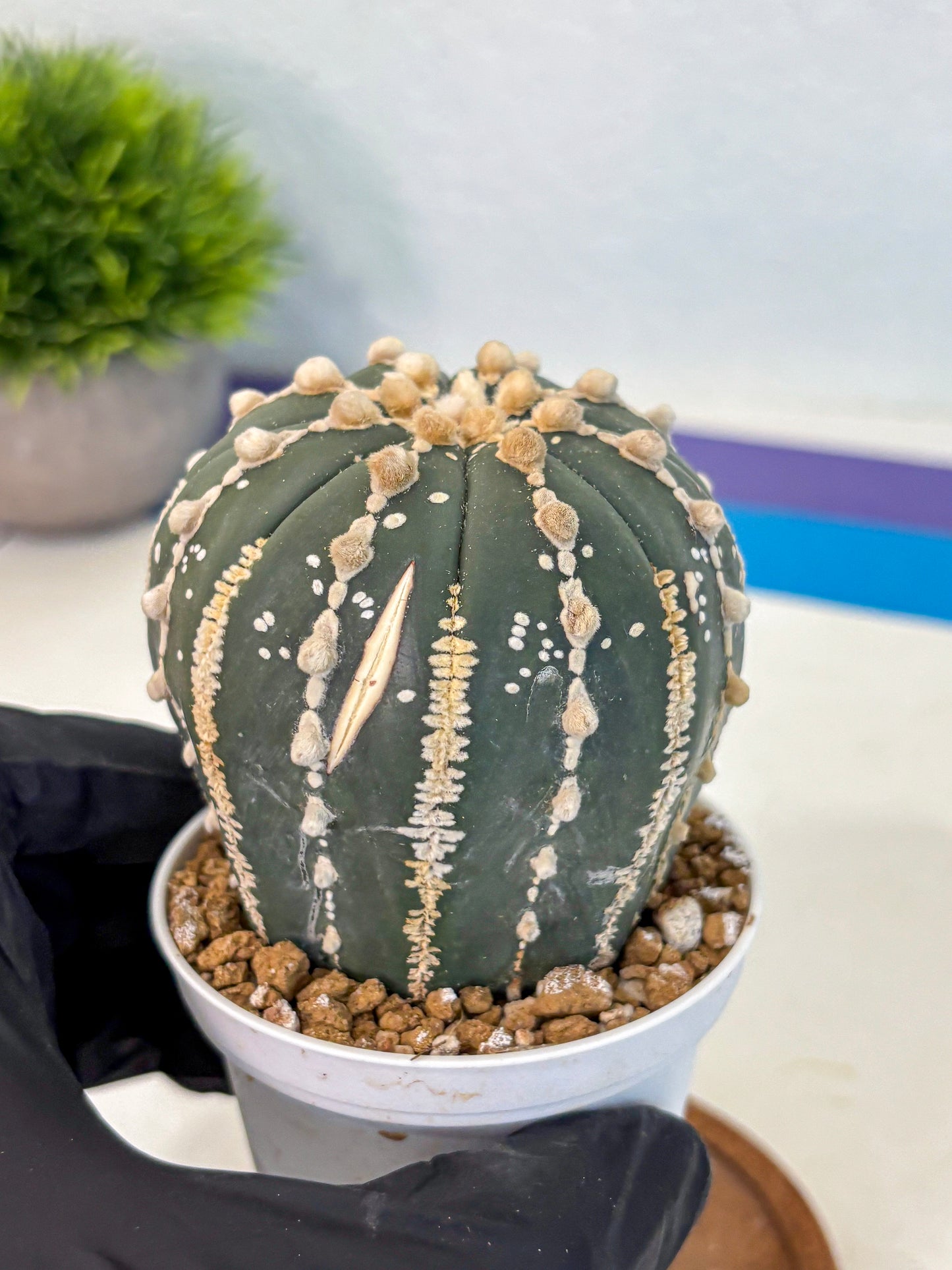 Astrophytum V Type Nudum (at9) (09) | Live Cactus