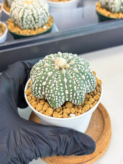 Astrophytum Star Shape (at2) (b4) | Japanese Import