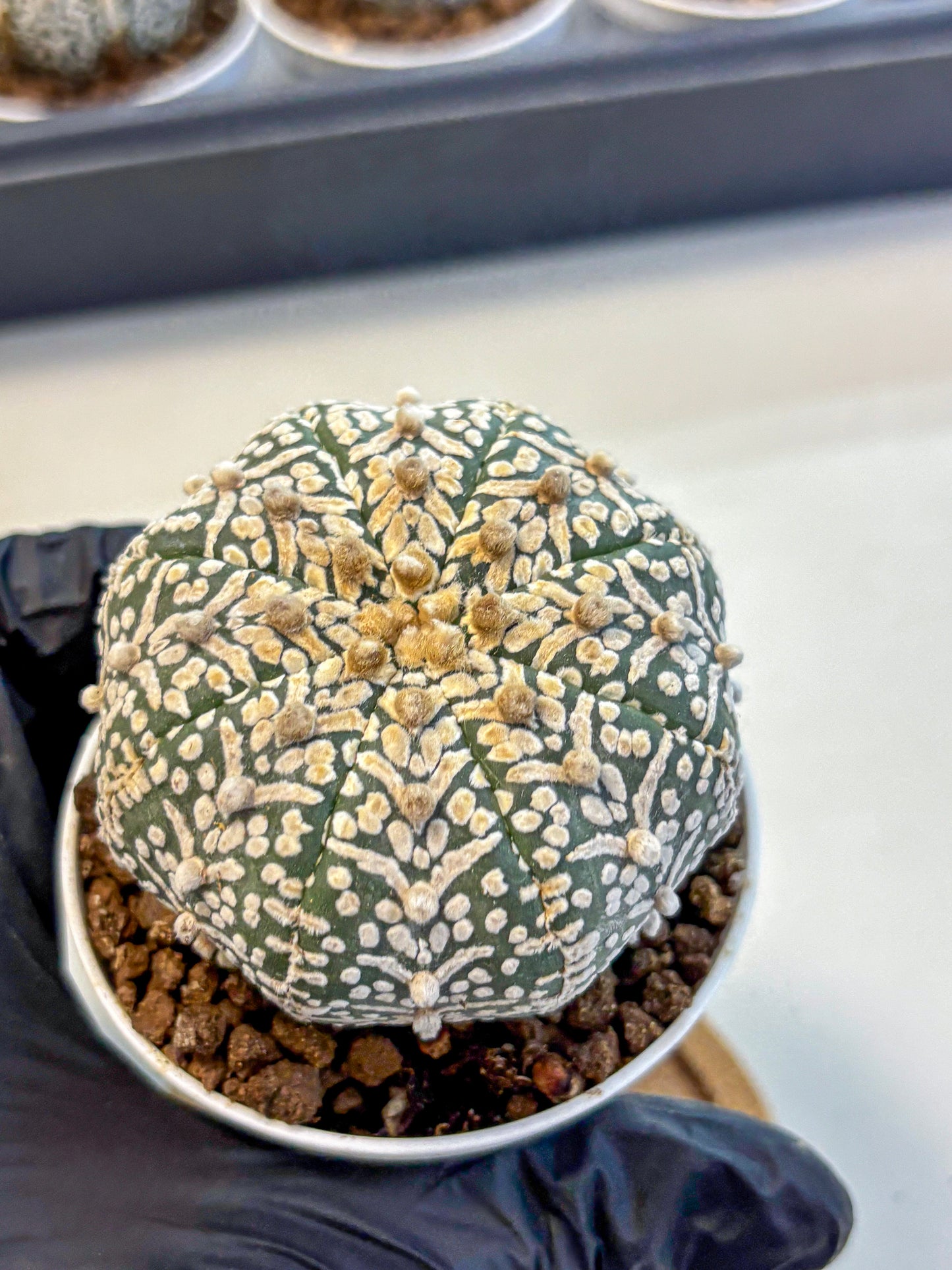 Astrophytum V Type (at5) (09) |  Sea urchin cactus
