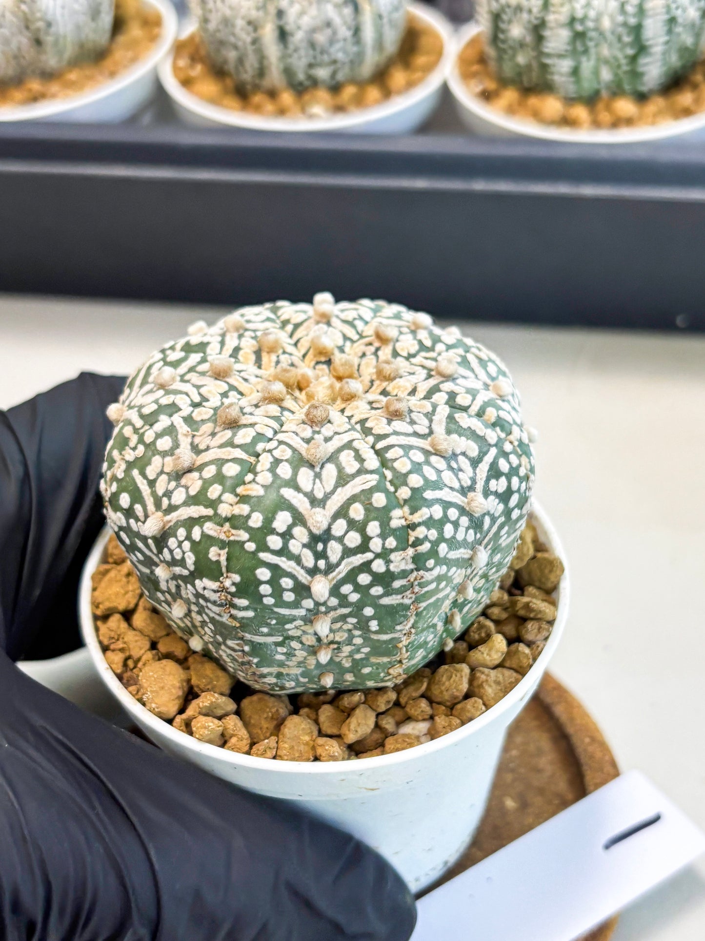 Astrophytum V-Type (at5) (y1) | Rare imported Plant