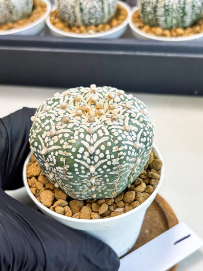 Astrophytum V-Type (at5) (y1) | Rare imported Plant