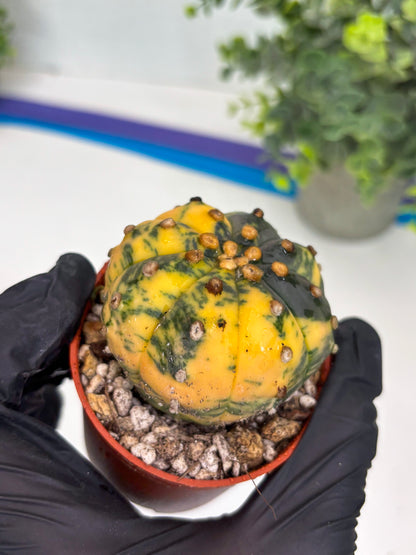 Astrophytum Variegated (T5) (o1) | Nevada Plant Seller | 3" Pot