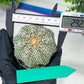 Astrophytum Super kabuto (#T2C) | Imported From Japan/korea | 3" Pot