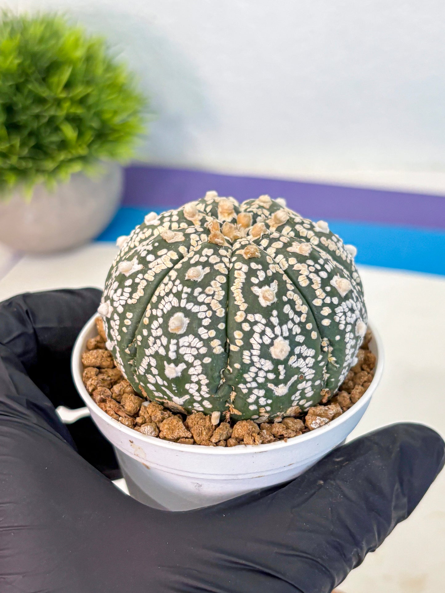 Astrophytum V Type (at2) (09) | Live Plant | Rare Collection