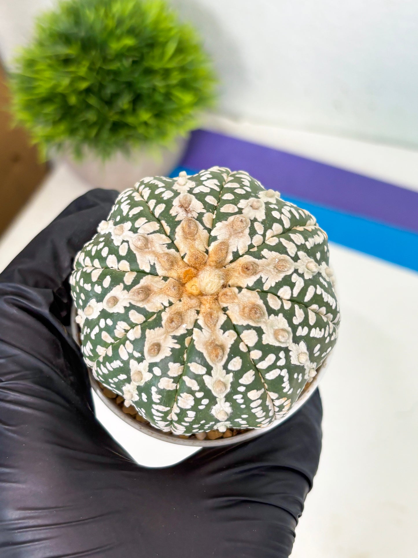 Astrophytum V-Type (at4) (y5) | Ship from Nevada