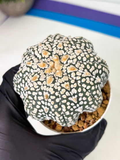 Astrophytum Star Shape (at4) (g6) | Imported Plant