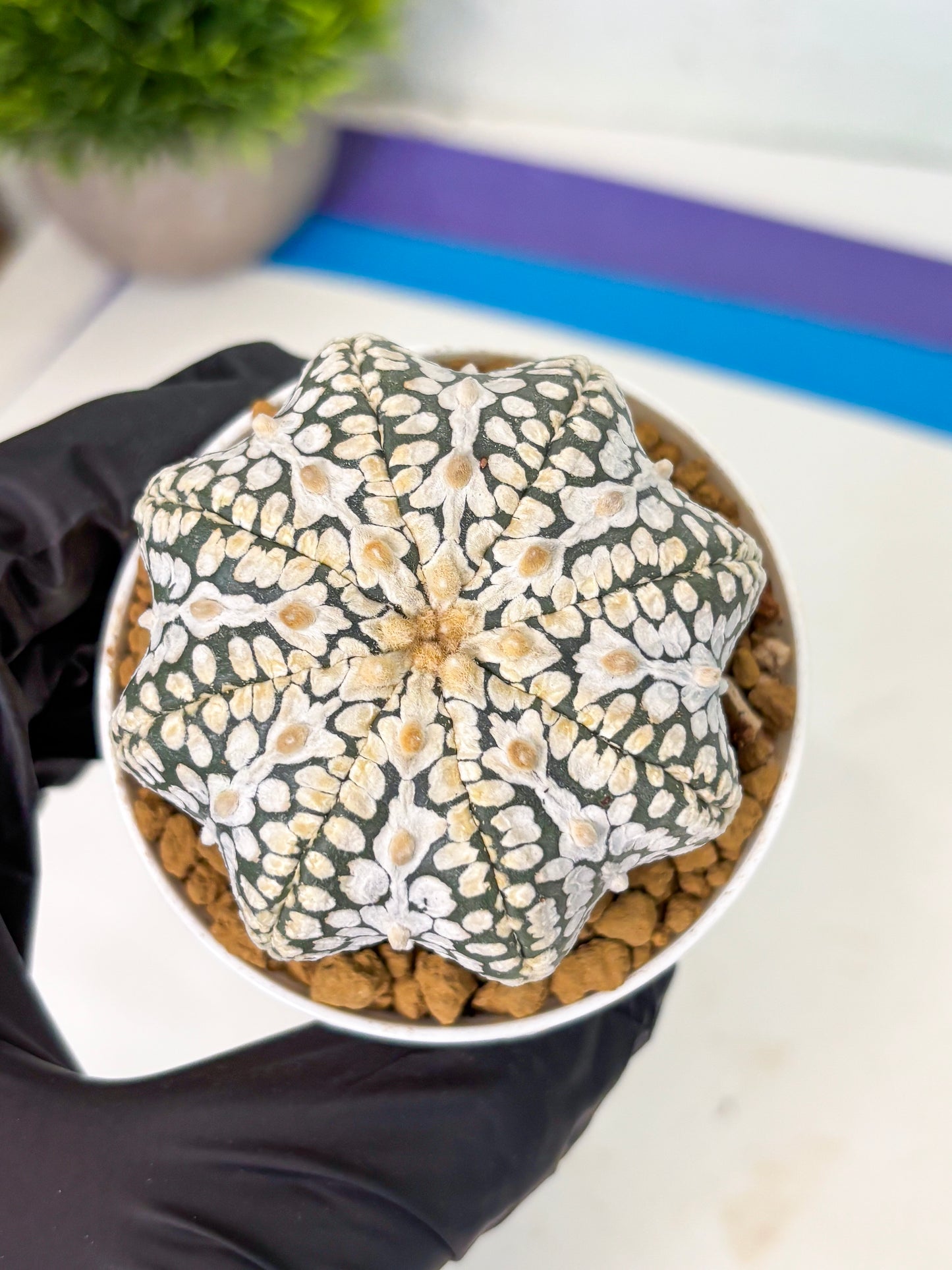 Astrophytum Star Shape (at4) (g1) | Imported Plant