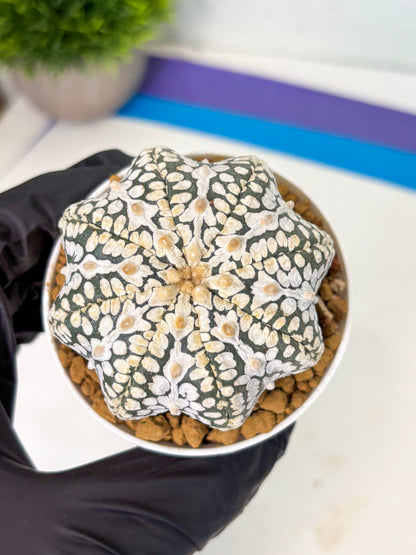 Astrophytum Star Shape (at4) (g1) | Imported Plant