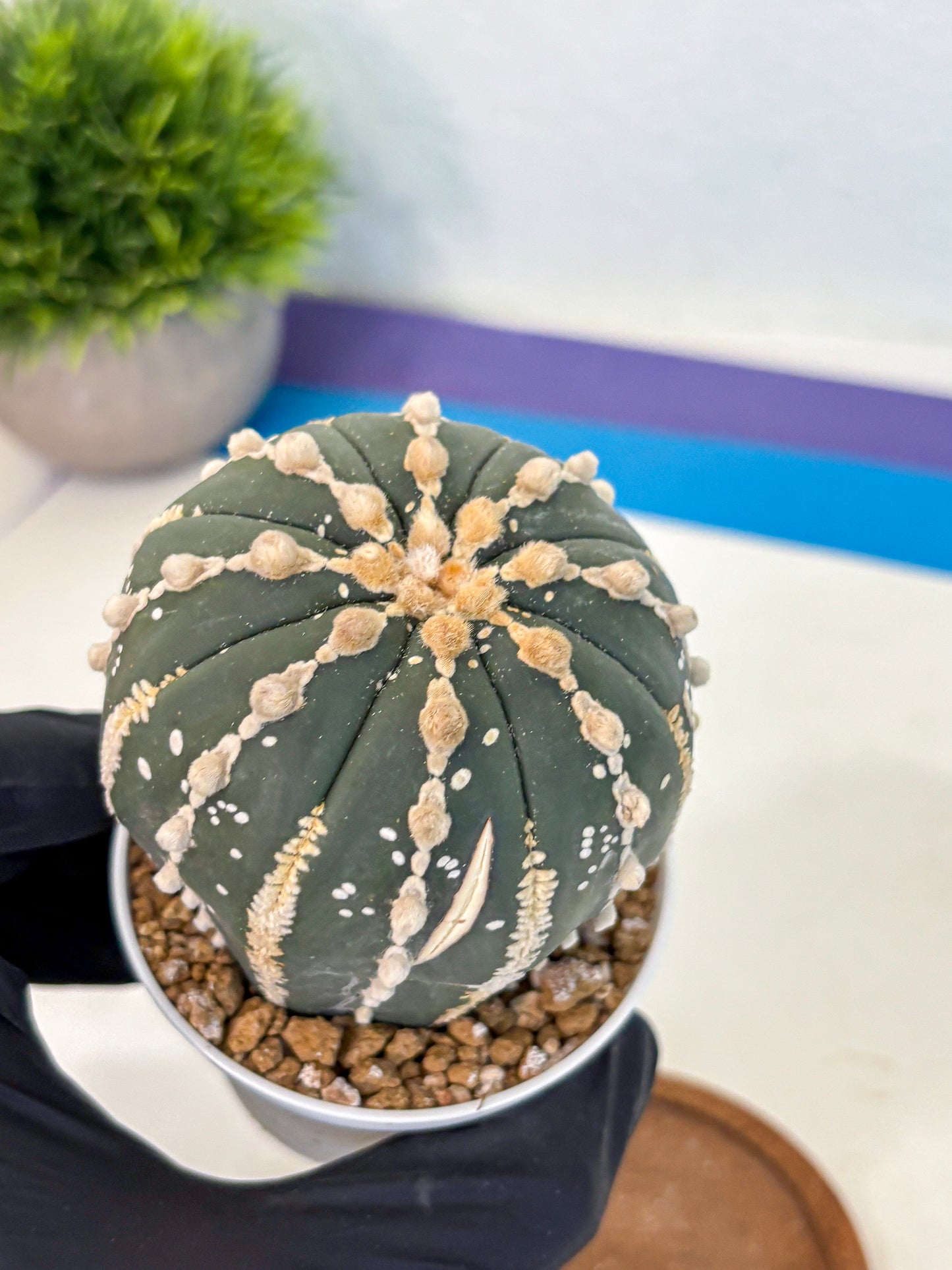 Astrophytum V Type Nudum (at9) (09) | Live Cactus