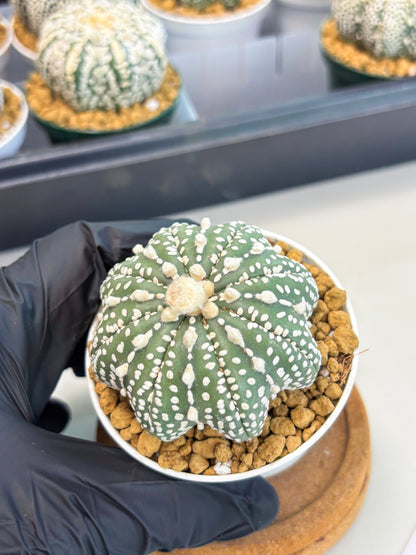 Astrophytum Star Shape (at2) (b4) | Japanese Import