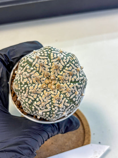 Astrophytum V Type (at5) (09) |  Sea urchin cactus