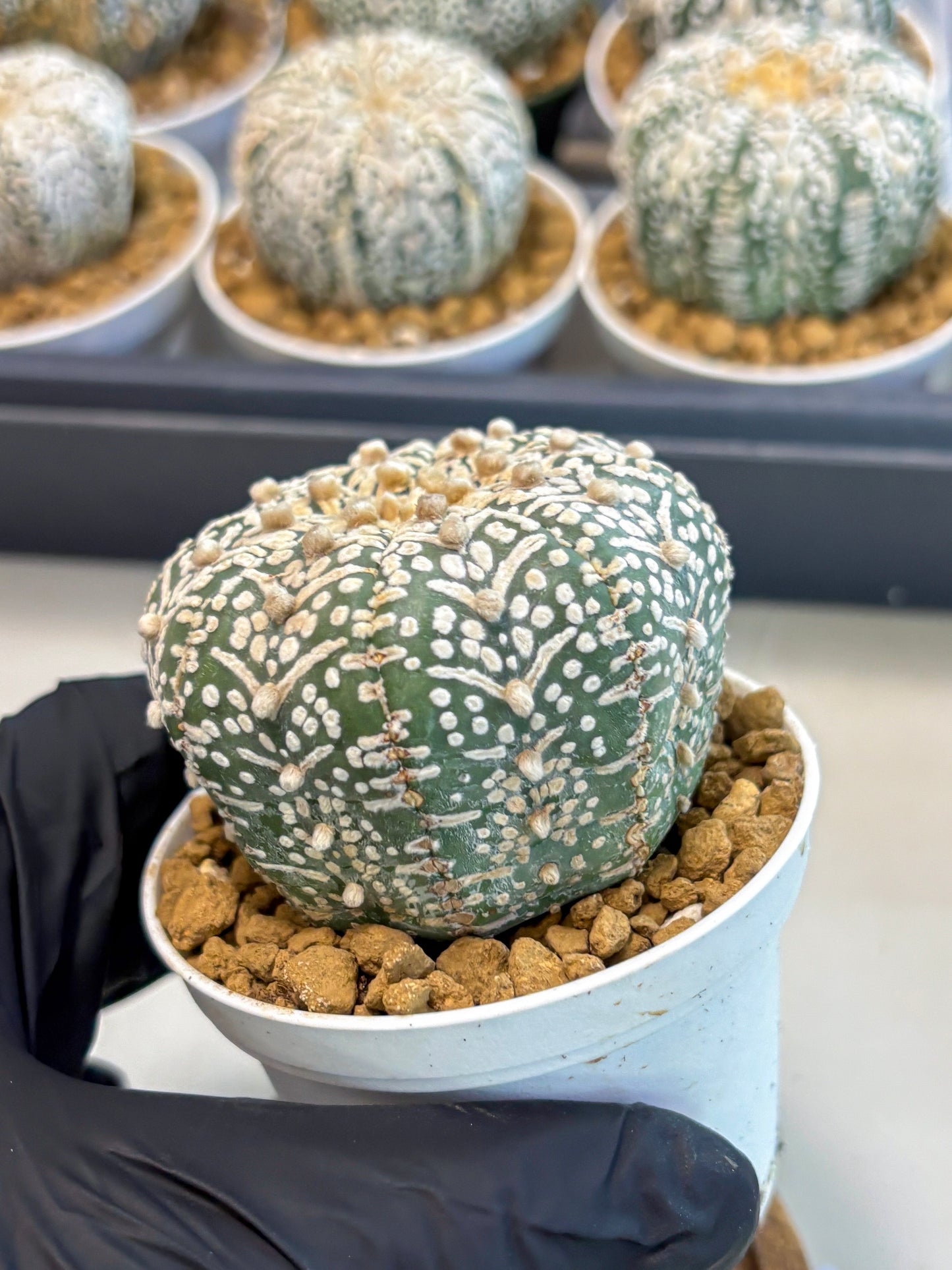 Astrophytum V-Type (at5) (y1) | Rare imported Plant