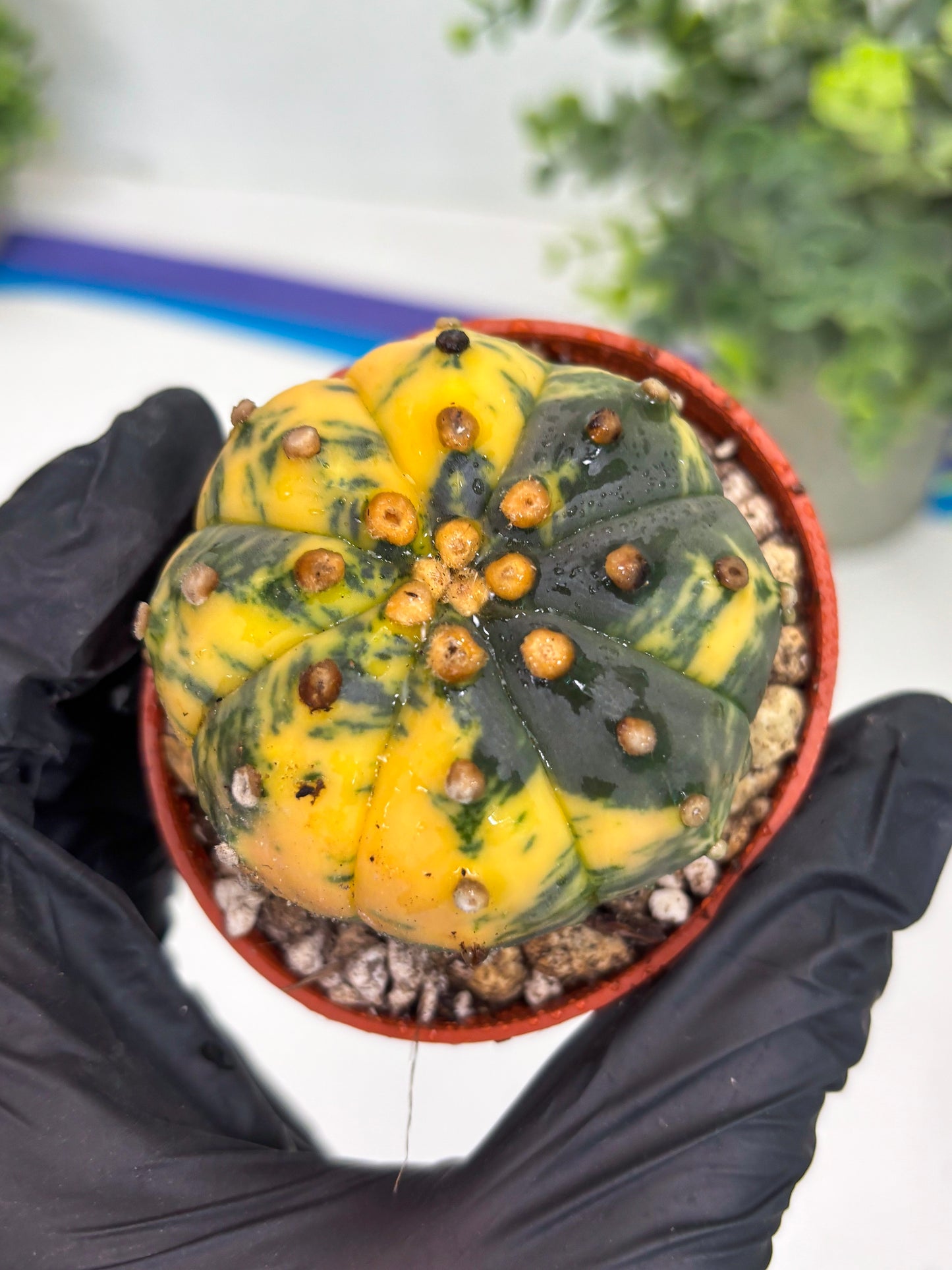 Astrophytum Variegated (T5) (o1) | Nevada Plant Seller | 3" Pot