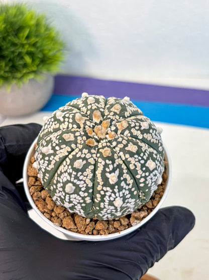 Astrophytum V Type (at2) (09) | Live Plant | Rare Collection