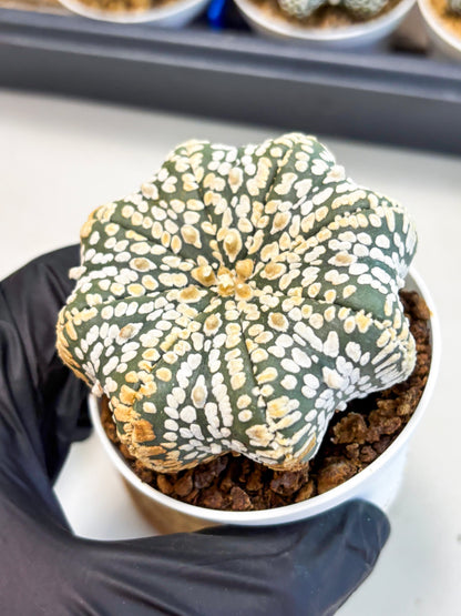 Astrophytum Star Shape (at4) (g7) | Imported Plant