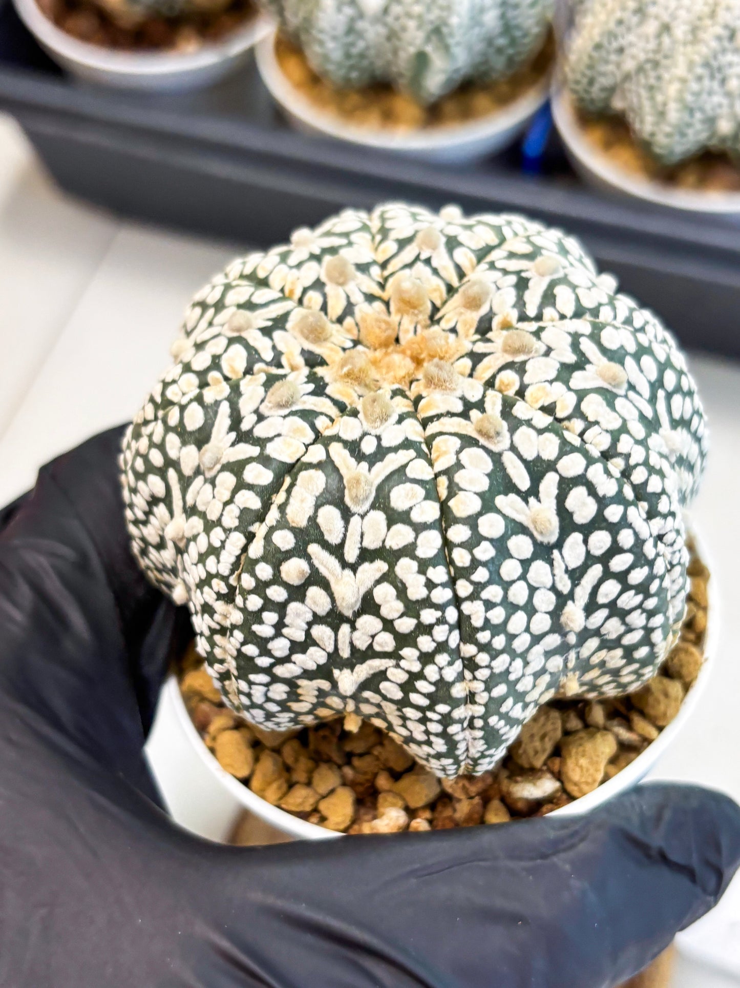 Astrophytum V-Type (at4) (y6) | Ship from Nevada