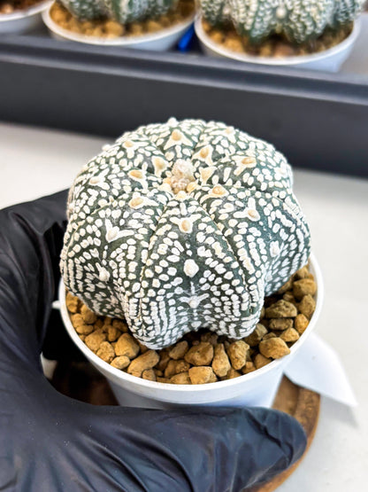 Astrophytum Star Shape (at4) (g4) | Imported Plant
