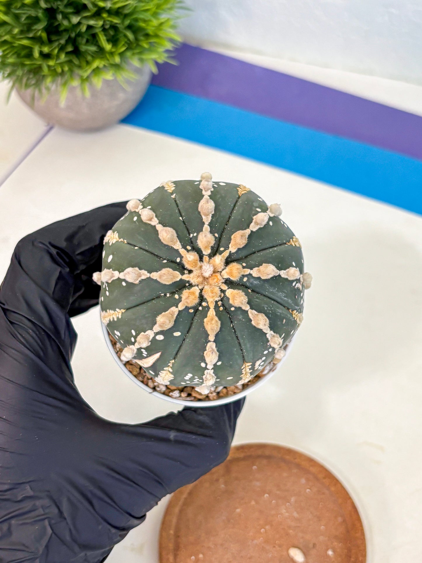 Astrophytum V Type Nudum (at9) (09) | Live Cactus