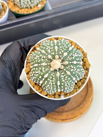 Astrophytum Star Shape (at2) (b4) | Japanese Import