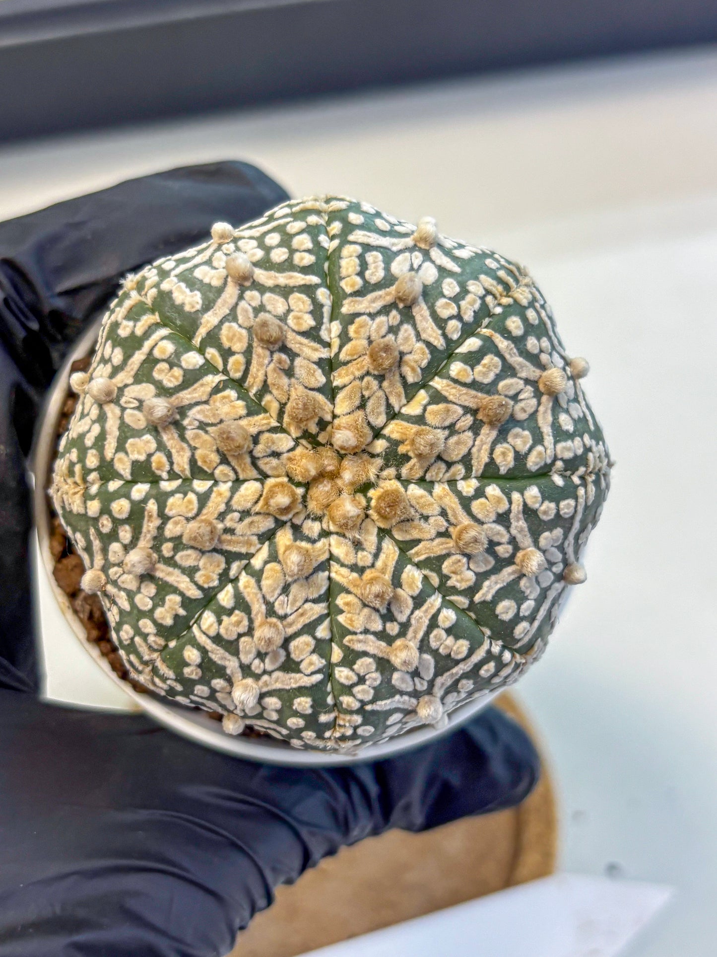 Astrophytum V Type (at5) (09) |  Sea urchin cactus