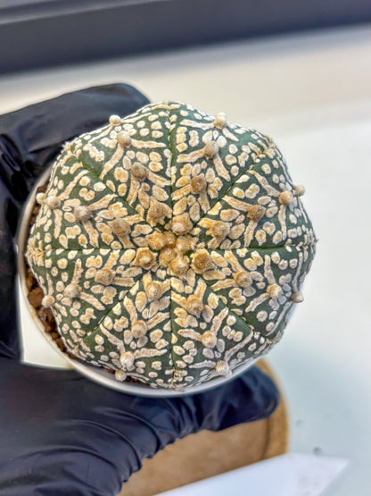 Astrophytum V Type (at5) (09) |  Sea urchin cactus