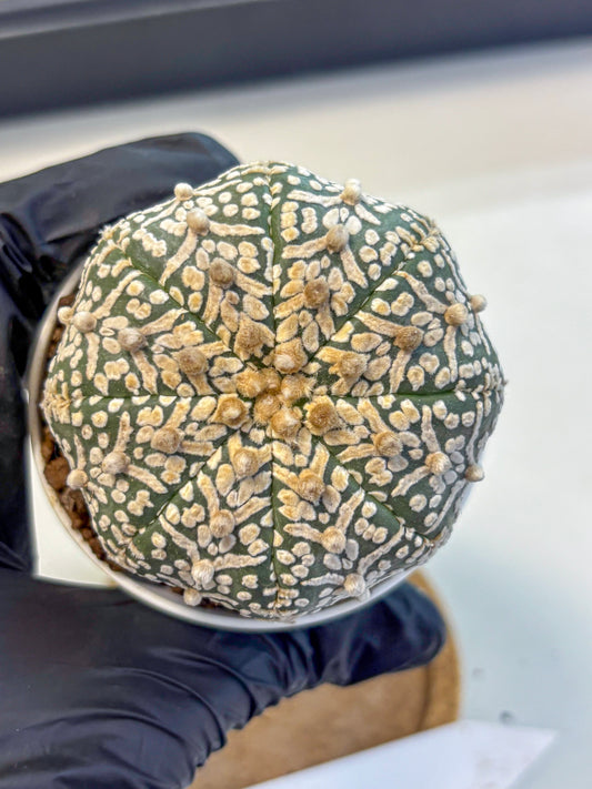 Astrophytum V Type (at5) (09) |  Sea urchin cactus
