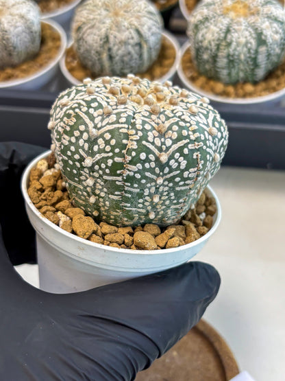 Astrophytum V-Type (at5) (y1) | Rare imported Plant