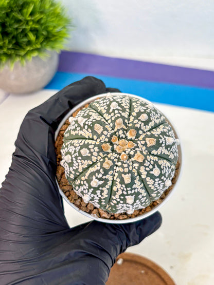 Astrophytum V Type (at2) (09) | Live Plant | Rare Collection