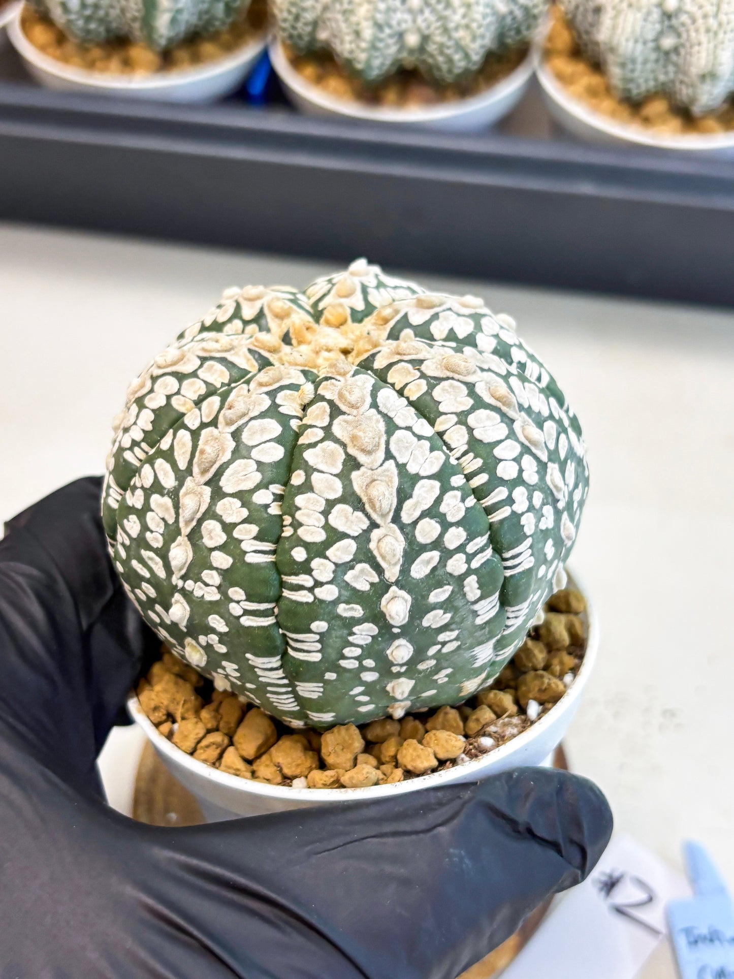 Astrophytum V-Type (at4) (r2) | Ship from Nevada
