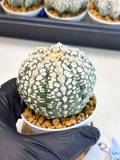 Astrophytum V-Type (at4) (r2) | Ship from Nevada